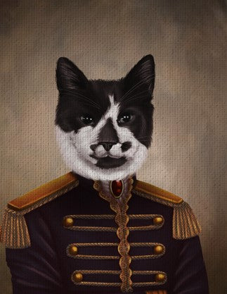 black and white cat in a military outfit