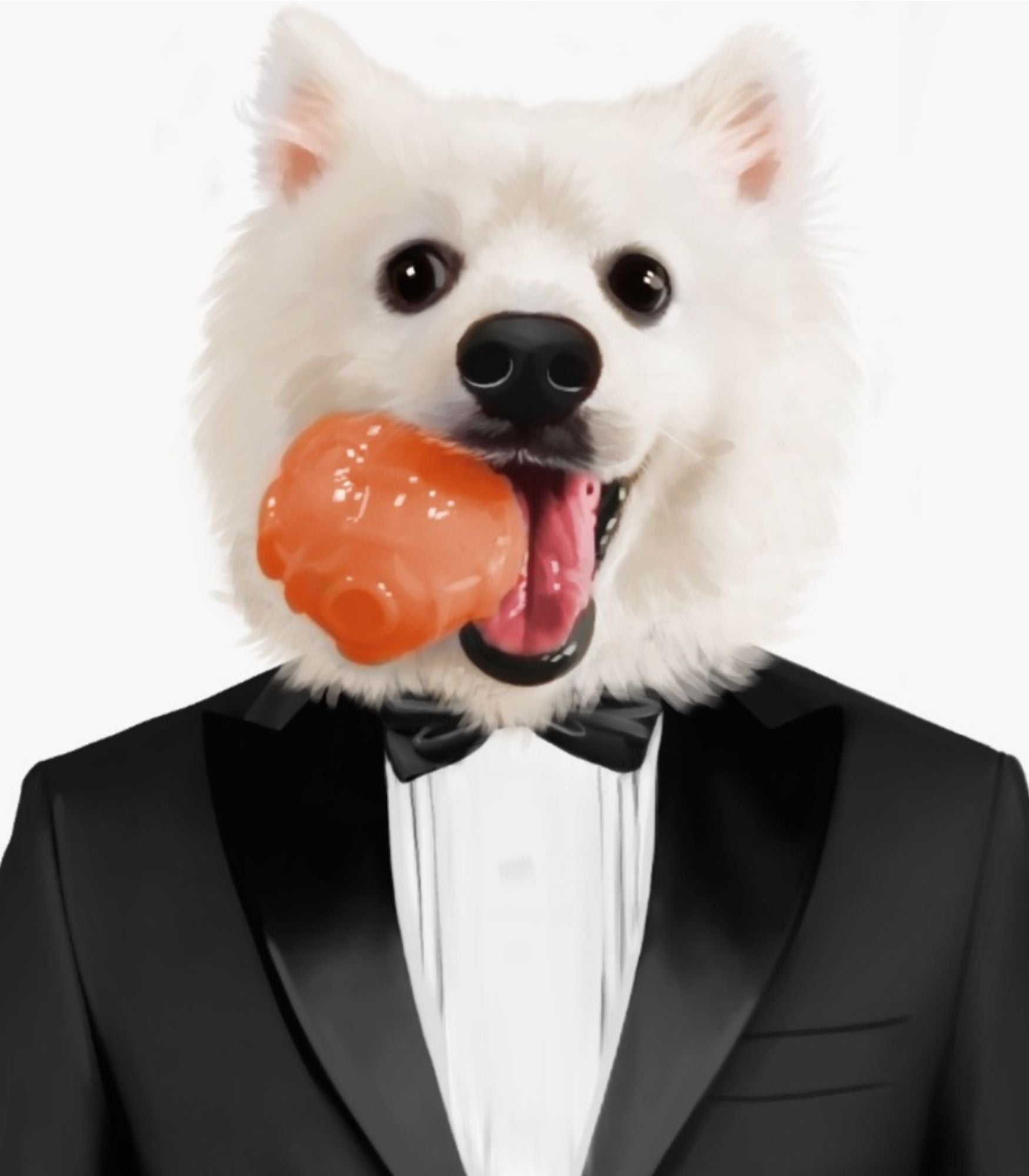 White Pomeranian in a black suit holding its favourite ball in its mouth 