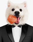 White Pomeranian in a black suit holding its favourite ball in its mouth 