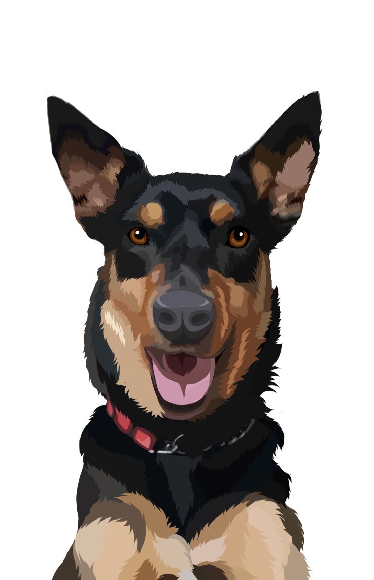 Black kelpie dog portrait smiling with collar on