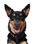 Black kelpie dog portrait smiling with collar on